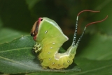 La fauna di Ostia