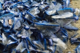 Spiaggiamento di Velella velella