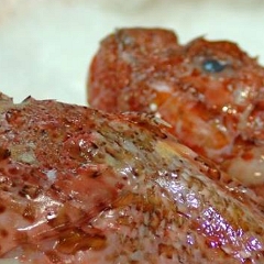 Mercato di Piazza Tolosetto Farinati degli Uberti