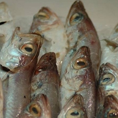 Mercato di Piazza Tolosetto Farinati degli Uberti