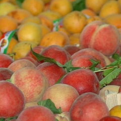 Mercato di Piazza Tolosetto Farinati degli Uberti