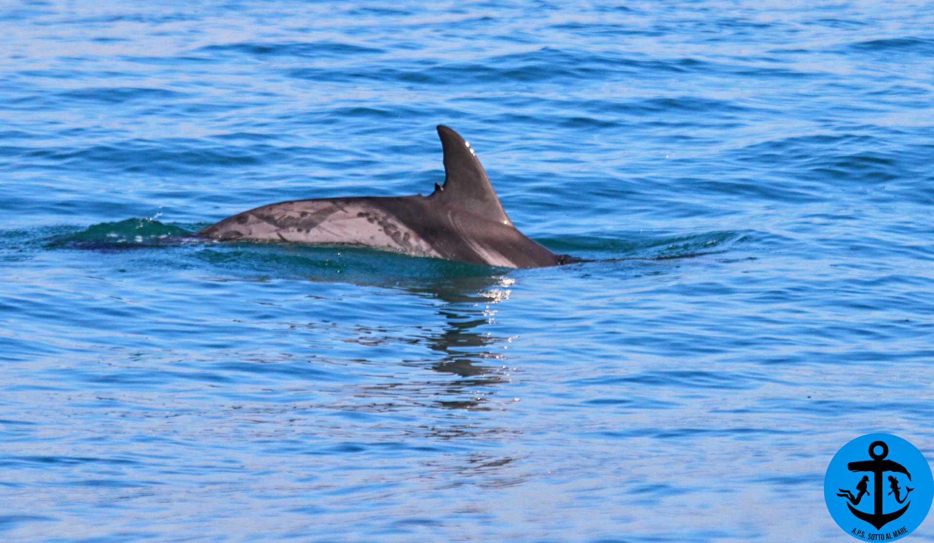 Avvistata una stenella a pochi metri di profondità: incontro inconsueto Avvistata una stenella a pochi metri di profondità: incontro inconsueto