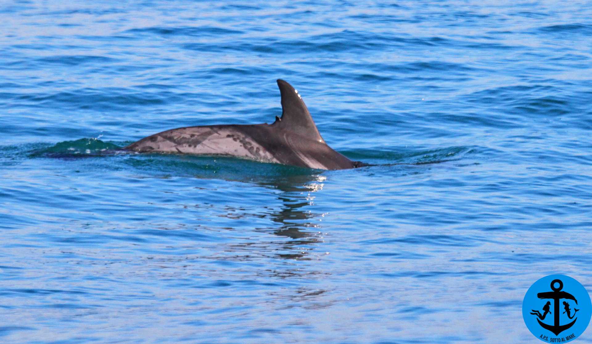 Avvistata una stenella a pochi metri di profondit: incontro inconsueto