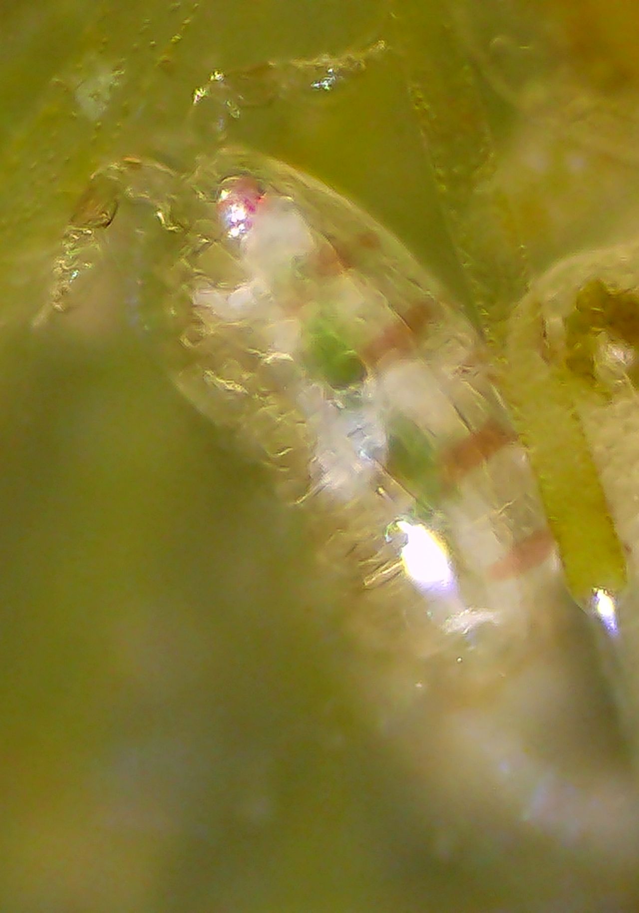 I copepodi, dal crostaceo tricolore al ciclope I copepodi, dal crostaceo tricolore al ciclope