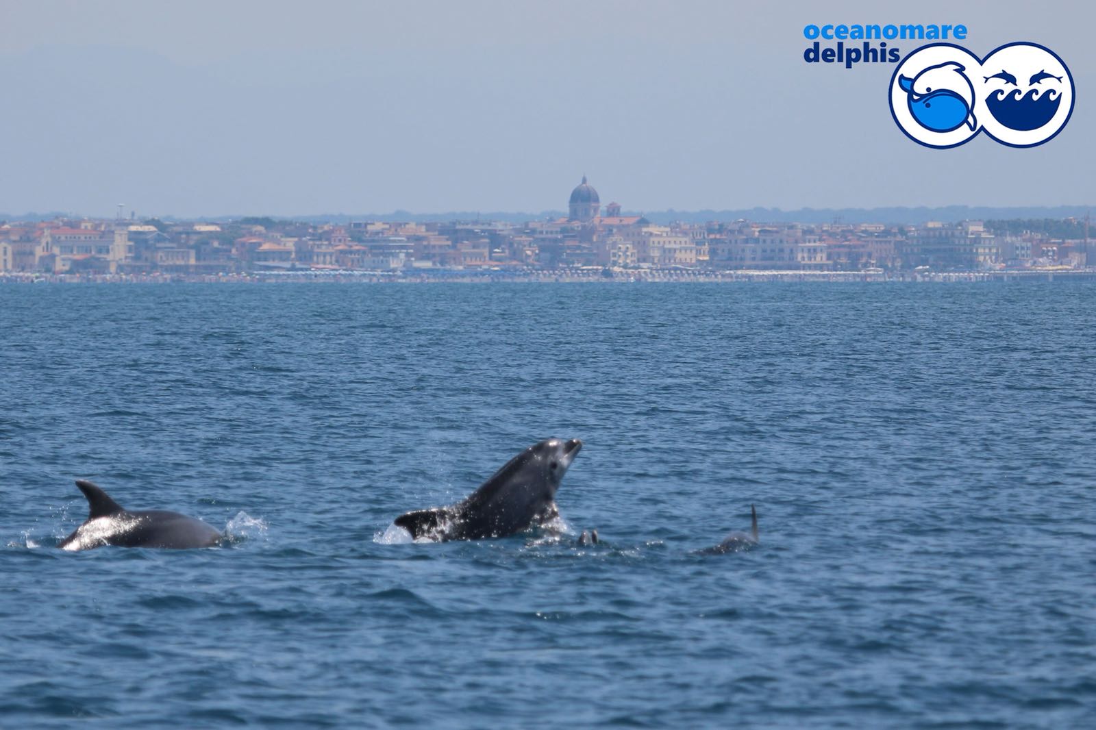 I delfini a Ostia: ormai una certezza, studiata dai biologi di Oceanomare Delphis I delfini a Ostia: ormai una certezza, studiata dai biologi di Oceanomare Delphis