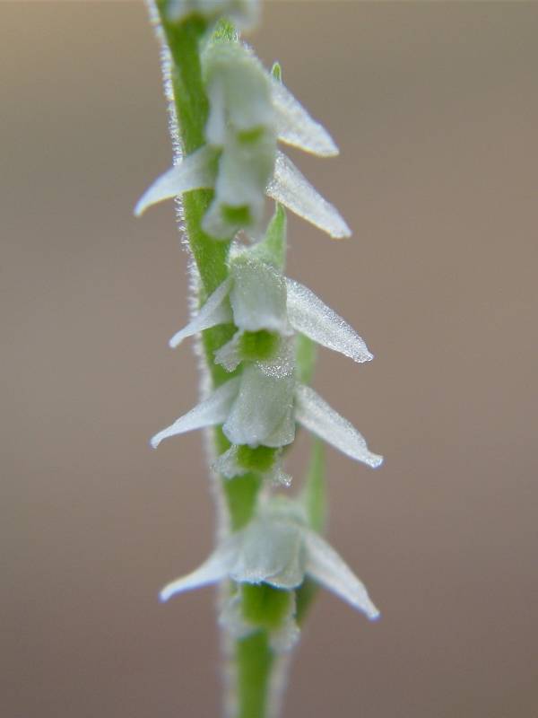 Lorchidea dellautunno: la Spiranthes spiralis a Ostia