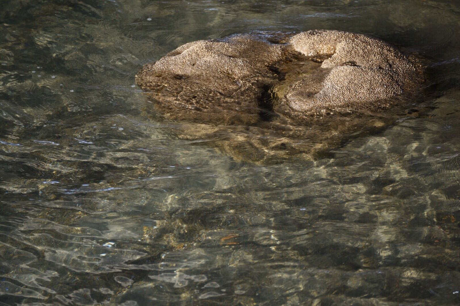 La Sabellaria, un ingegnere naturale sottovalutato La Sabellaria, un ingegnere naturale sottovalutato