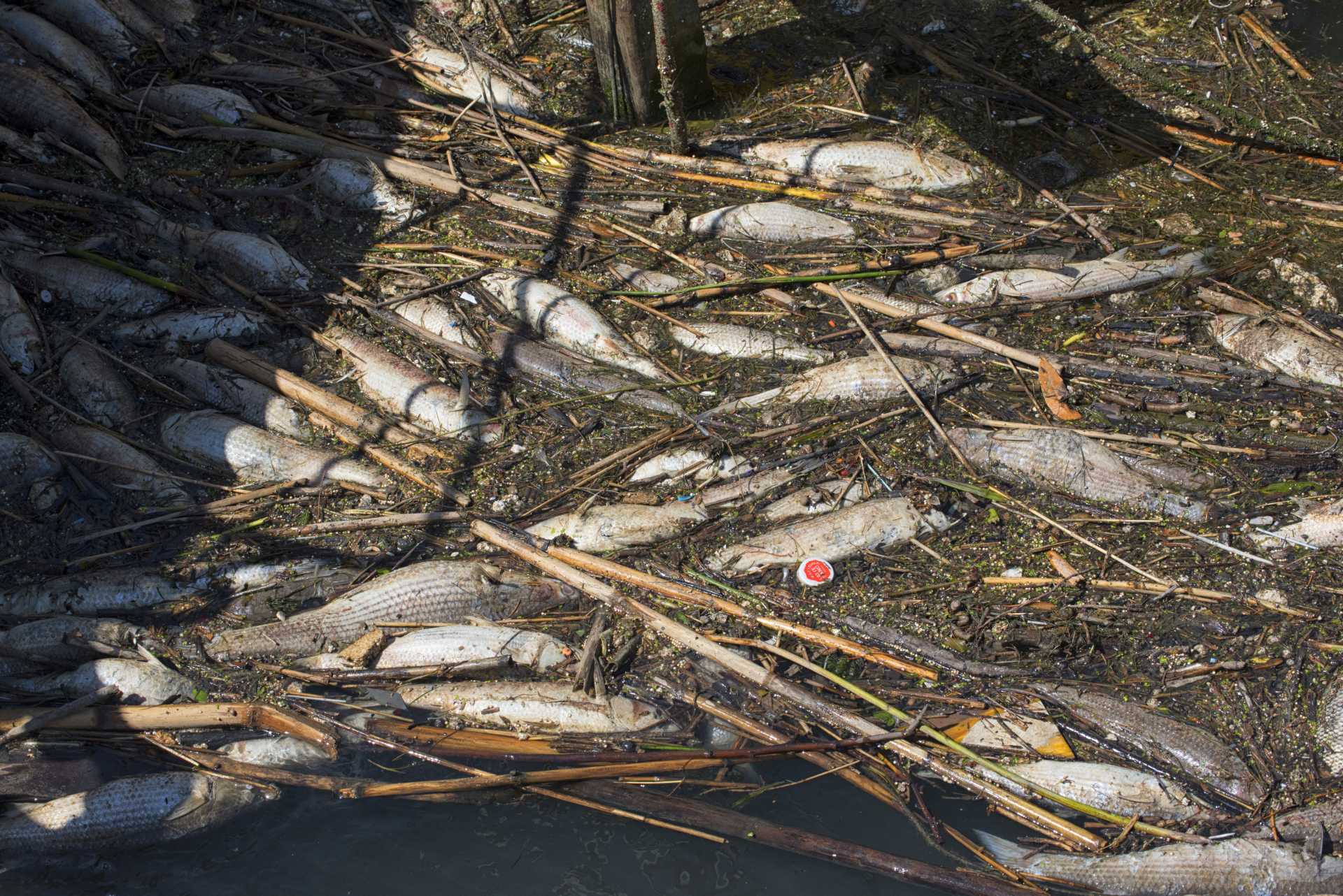 Perlustrazione sul Tevere per la moria dei pesci Perlustrazione sul Tevere per la moria dei pesci