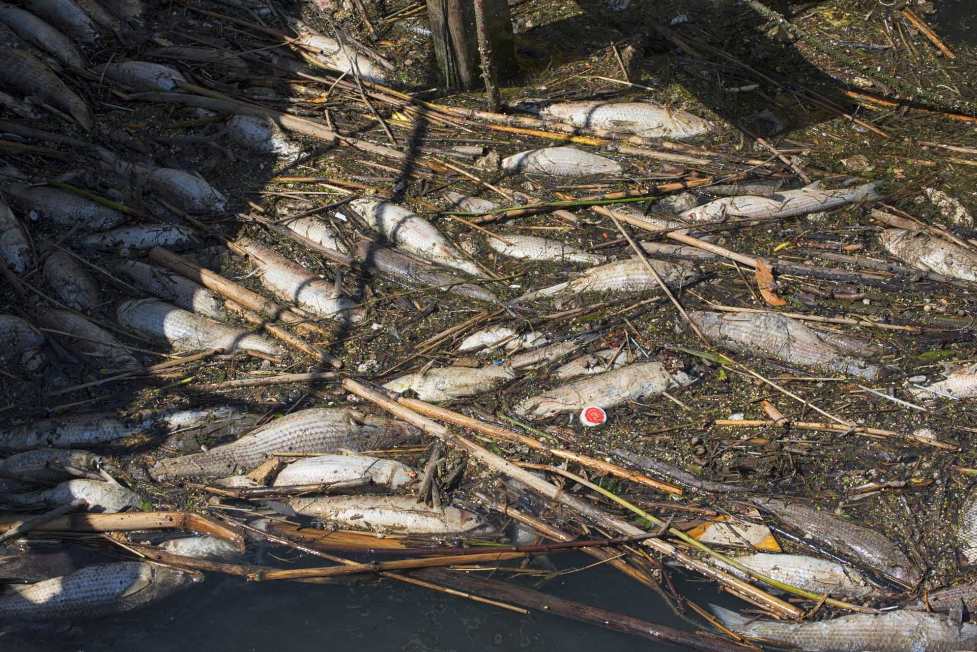 Perlustrazione sul Tevere per la moria dei pesci