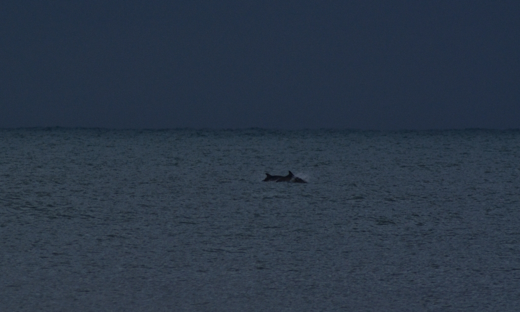 Avvistamento di 30 delfini dal pontile