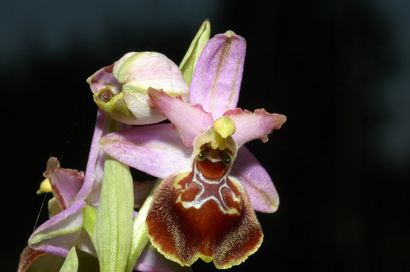 Le orchidee selvatiche spontanee di Ostia Le orchidee selvatiche spontanee di Ostia