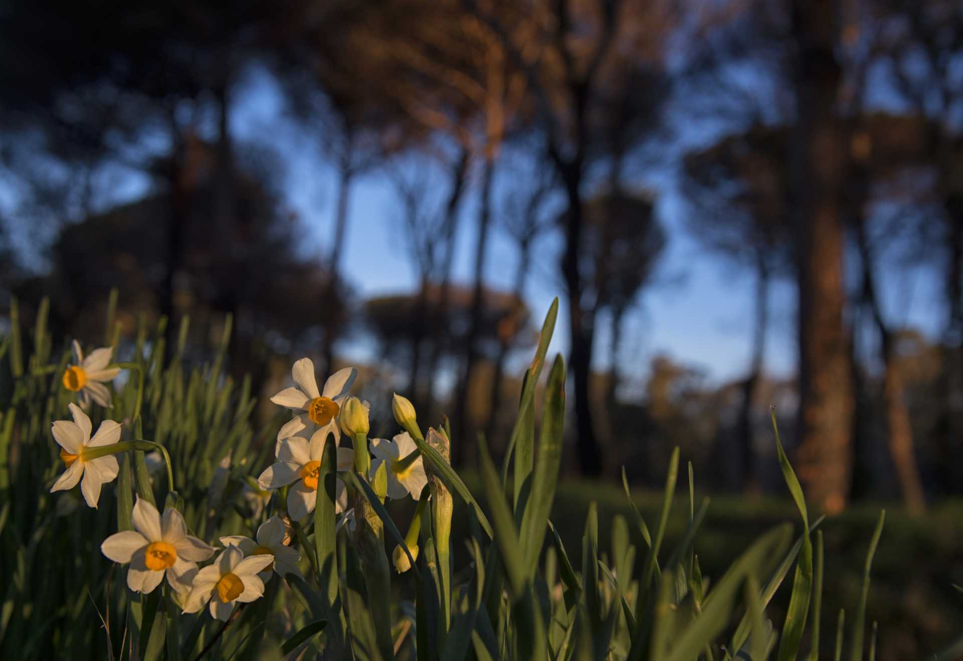 Il narciso tazzetta Narcissus tazetta