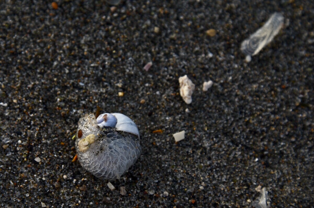La Janthina, il mollusco pelagico La Janthina, il mollusco pelagico