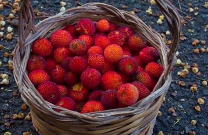  tempo di marmellata di corbezzoli