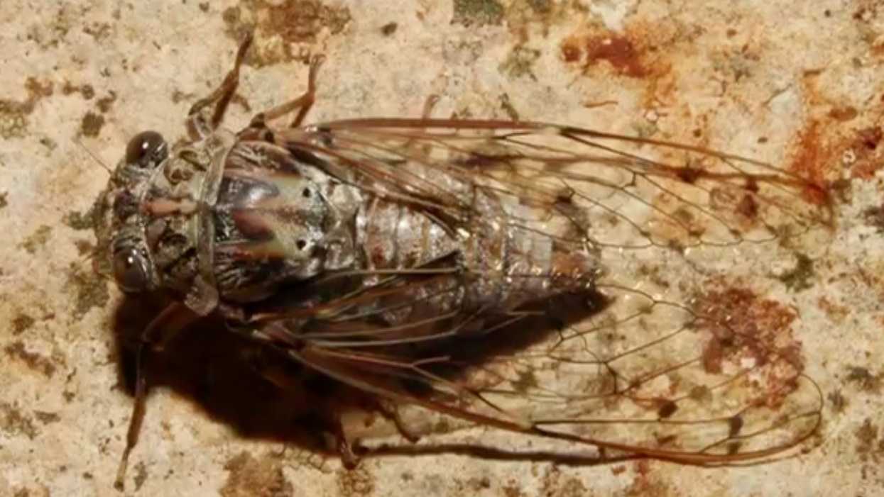 È tempo di cicale È tempo di cicale