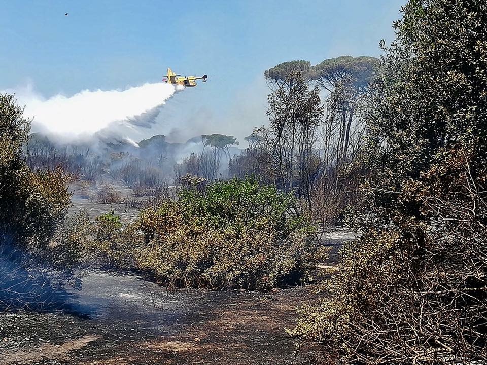 Le prime immagini del dopo incendio che ha devastato la pineta di Castelfusano a Ostia