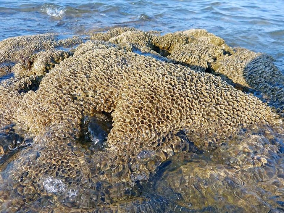 Ma a Ostia c’è veramente la “barriera corallina”?