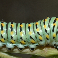 Bruco di Papilio machaon