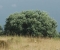 la citt di Ostia